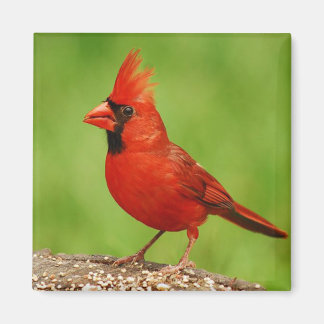 Imán Cardinal