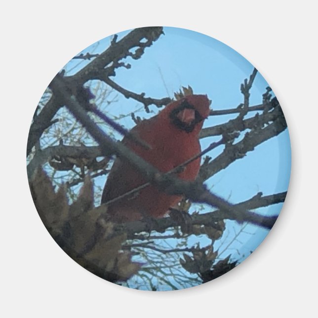 Imán Cardinal (Frente)