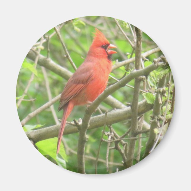 Imán cardinal del norte (Frente)