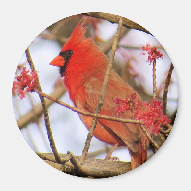 Imán Cardinal Magnet (Frente)