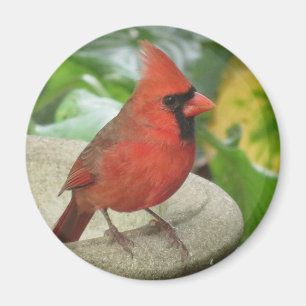Imán cardinal masculino del norte