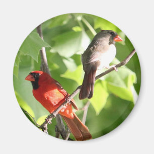 Imán Cardinal Mates