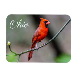 Imán Cardinal Ohio Magnet