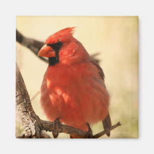 Imán cardinal rojo
