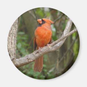 Imán cardinal septentrional bonito del pájaro