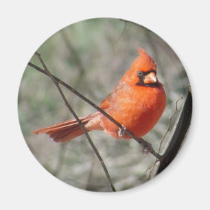 Imán cardinal septentrional colorido