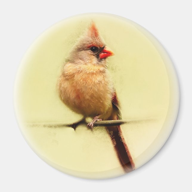 Imán Cardinal Songbird (Frente)