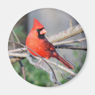 Imán Cardinal Woods septentrional