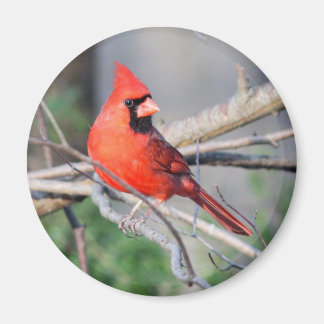 Imán Cardinal Woods septentrional