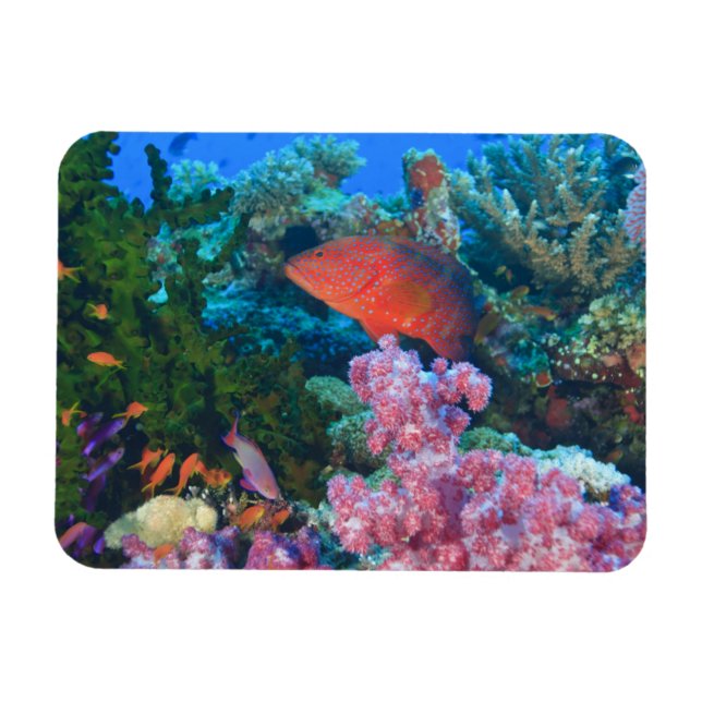 Imán cardumen de Mochos falsos  (Pseudanthias (Horizontal)