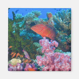 Imán cardumen de Mochos falsos (Pseudanthias