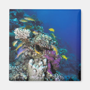 Imán Cardumen de salmonetes alrededor de pequeño coral