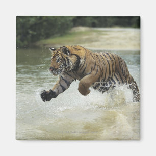 Imán Carga del tigre de Bengala (Panthera el Tigris el