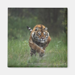 Imán Carga mojada del tigre siberiano