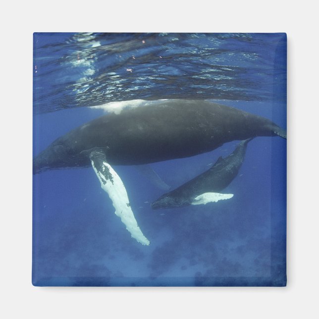Imán Caribe, archipiélago de las Antillas Mayores, (Frente)