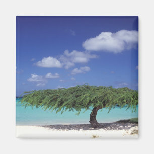 Imán Caribe, Aruba. Playa de Eagle