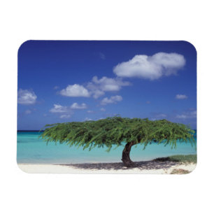 Imán Caribe, Aruba. Playa de Eagle