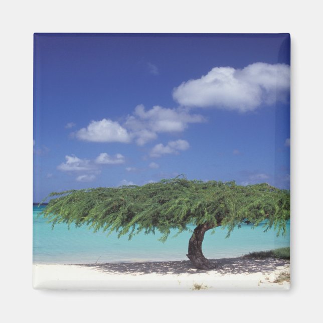 Imán Caribe, Aruba. Playa Eagle (Frente)
