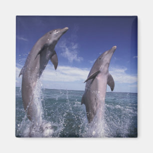 Imán Caribe, delfines botánicos Tursiops