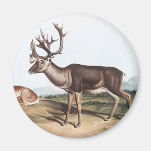 Imán Caribou, American Rein Deer (Tarandus furcifer)
