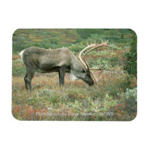 Imán Caribou Buck Grazing Magnet
