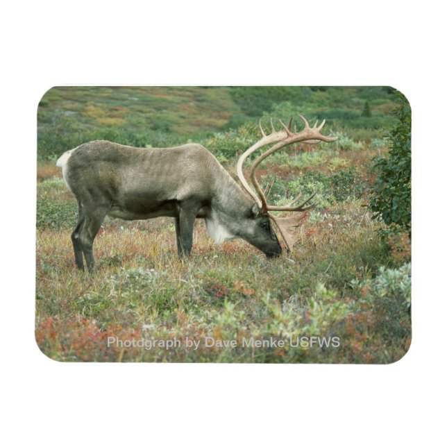 Imán Caribou Buck Grazing Magnet (Horizontal)