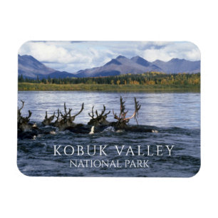Imán Caribou Cruzando el río Kobuk, Alaska