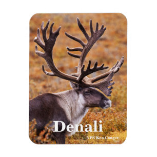 Imán Caribou de Denali