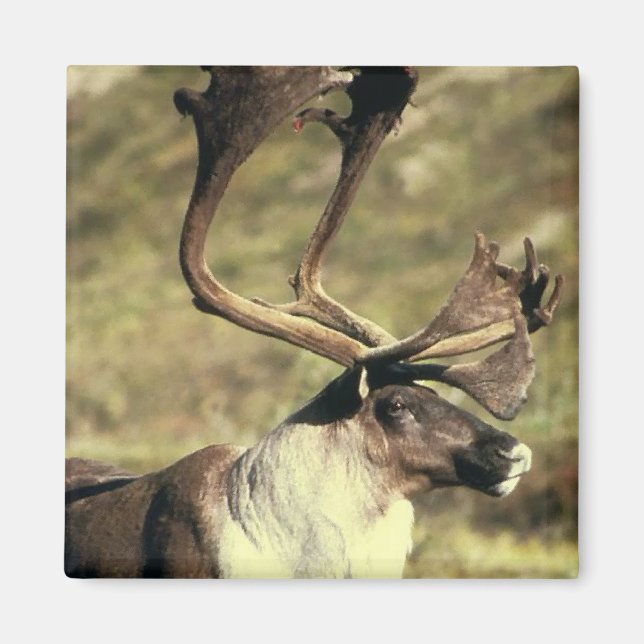 Imán Caribú/reno (Frente)