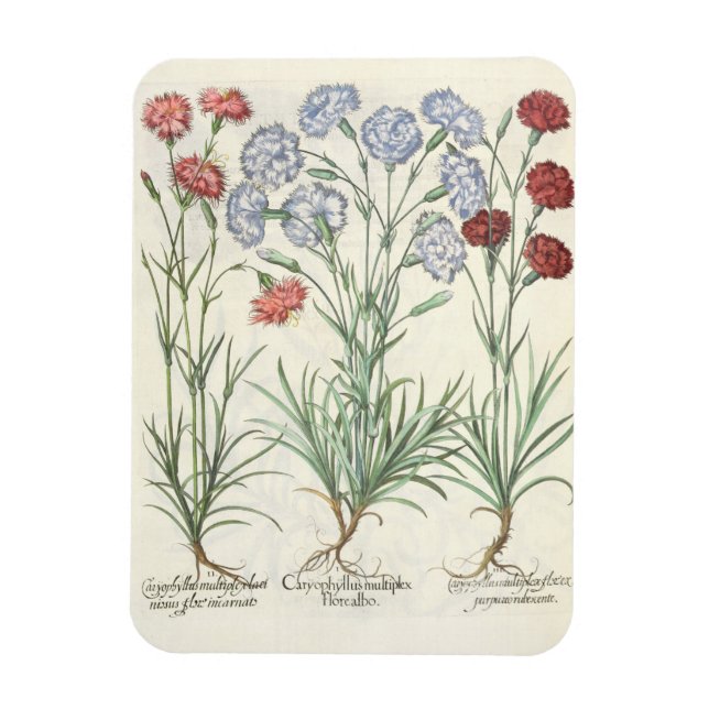 Imán Carnaciones: 1.Caryophyllus multiplex flore albo;  (Vertical)