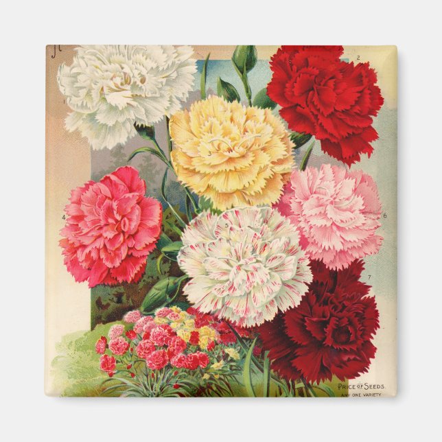 Imán Carnations Seed Packet Magnet (Frente)