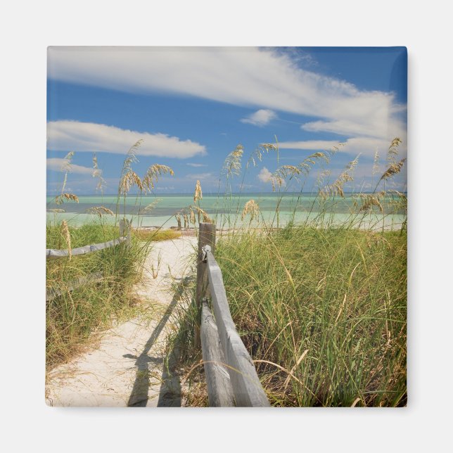 Imán Carne de mar (Uniola paniculata) cultivada en la p (Frente)