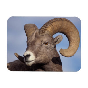 Imán carnero de cuernos grandes, oveja de montaña, Ovis