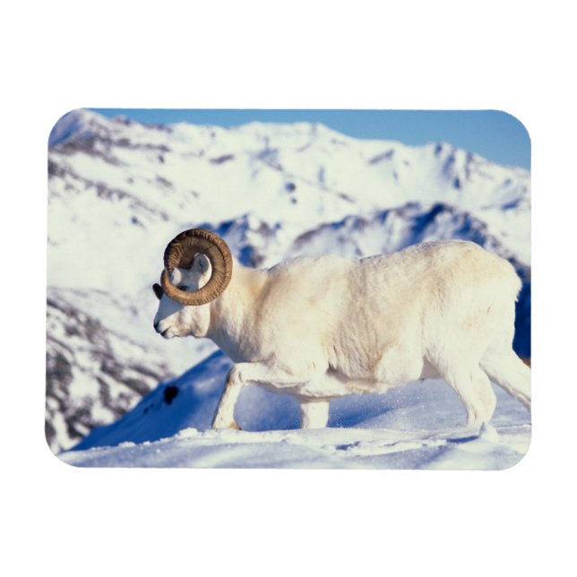 Imán carnero de Dall, Ovis dalli, carnero de cuerno com (Horizontal)