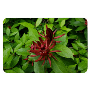 Imán Carolina Allspice Flower en Raleigh NC