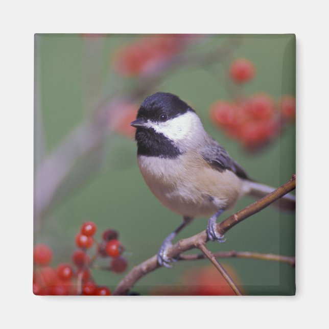 Imán Carolina Chickadee (Frente)