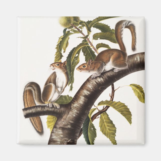 Imán Carolina Gray Squirrel (Sciurus Carolinensis) (Frente)