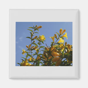 Imán Carolina Jasmine Magnet