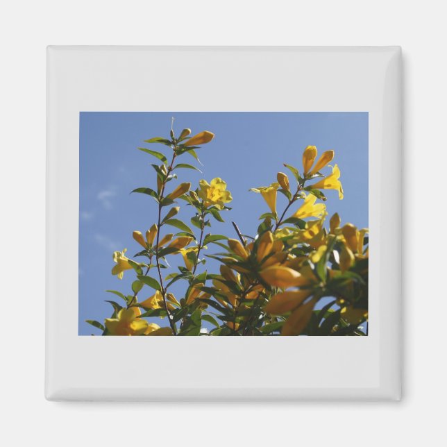 Imán Carolina Jasmine Magnet (Frente)