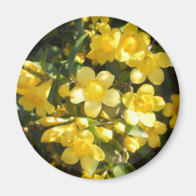 Imán Carolina Jasmine Magnet (Frente)