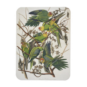 Imán Carolina Parakeet, de 'Birds of America', 1829
