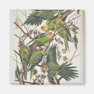 Imán Carolina Parakeet, de 'Birds of America', 1829