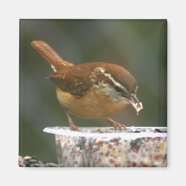 Imán Carolina Wren (Frente)