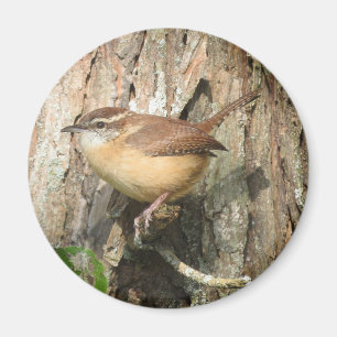 imán Carolina Wren