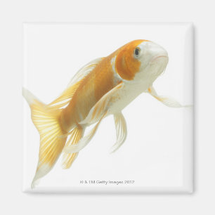 Imán Carpa (Cyprinus Carpio)