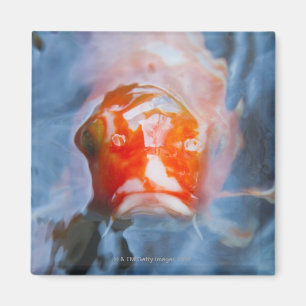 Imán Carpa de Koi (Cyprinus Carpio), Japón