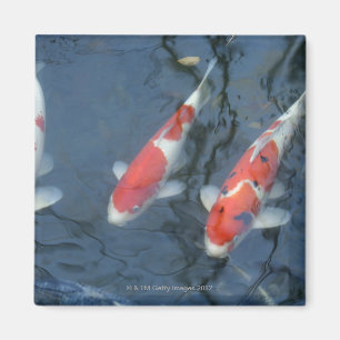 Imán Carpa de Koi en estanque, vista de gran angular