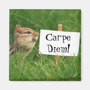 Imán Carpe Diem Chipmunk Magnet