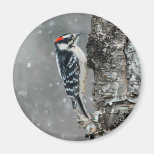 Imán Carpintero lechoso en nieve - Fotografía original
