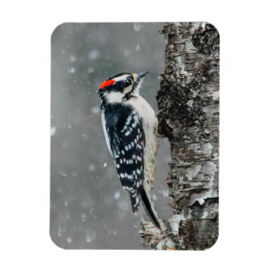 Imán Carpintero lechoso en nieve - Fotografía original